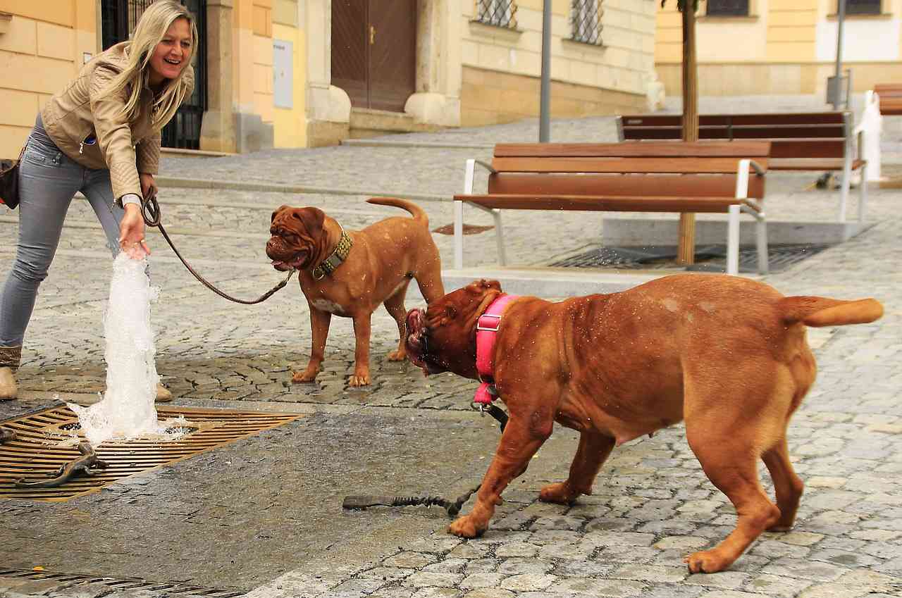 Женщина выгуливает двух рыжих собак возле фонтана
